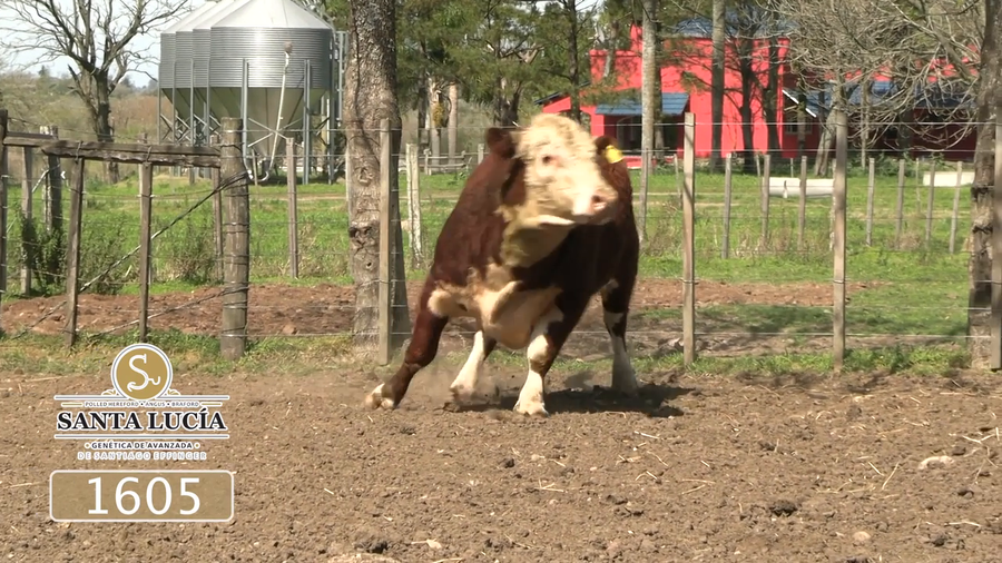 Lote Polled Hereford