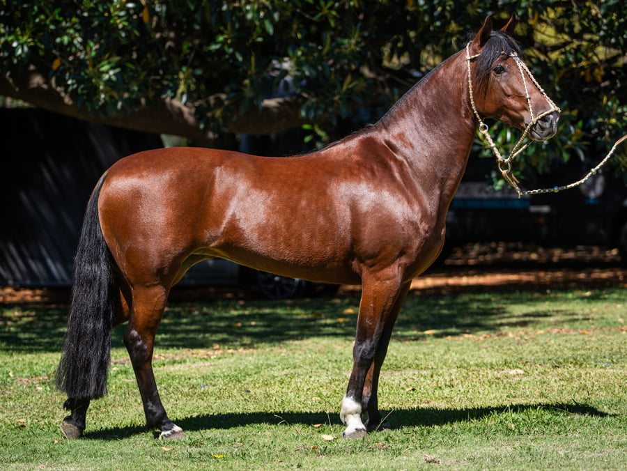 Lote DEL SIETE LITORALEÑA