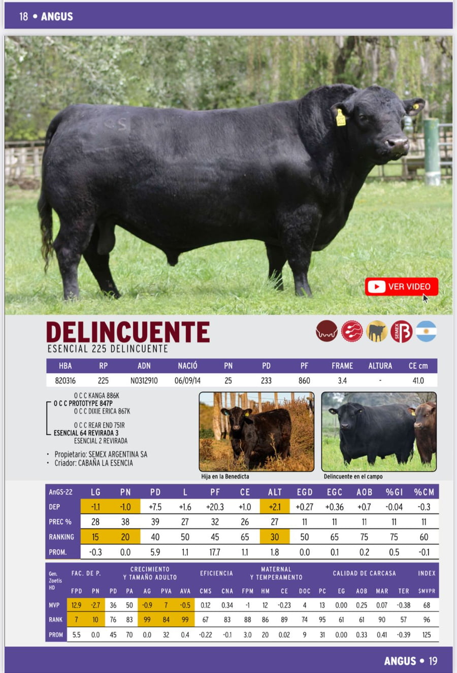 Lote 200 Vaquillonas C/ gtia de preñez en Buenos Aires, Bolívar