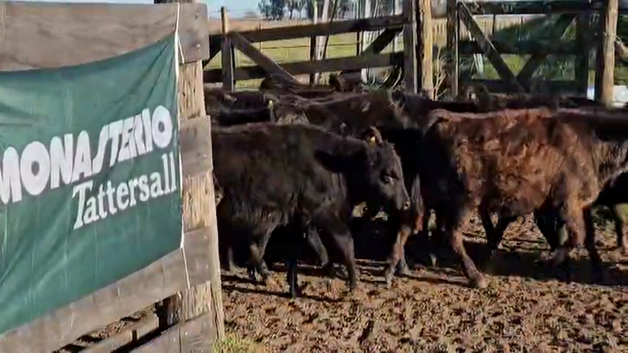 Lote 80 Terneras en Buenos Aires, Bolívar