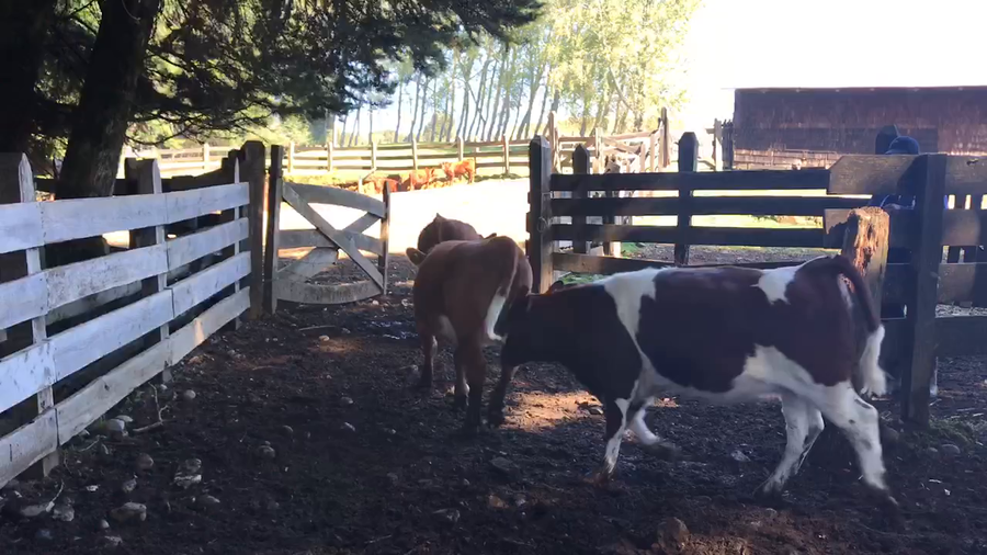 Lote 44 Ternera en Puerto Varas, X Región Los Lagos