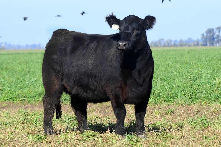 Lote RP 17648 y RP 17683 - VAQUILLONAS ELECCIÓN PP