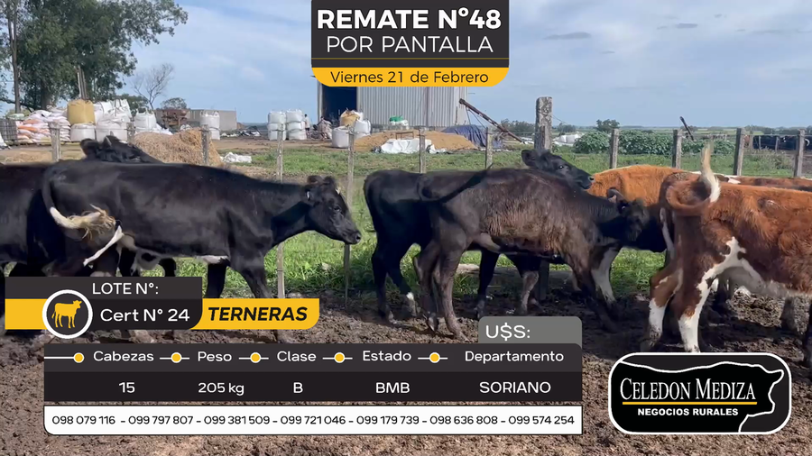 Lote 15 Terneras en Cuchilla del Perdido, Soriano