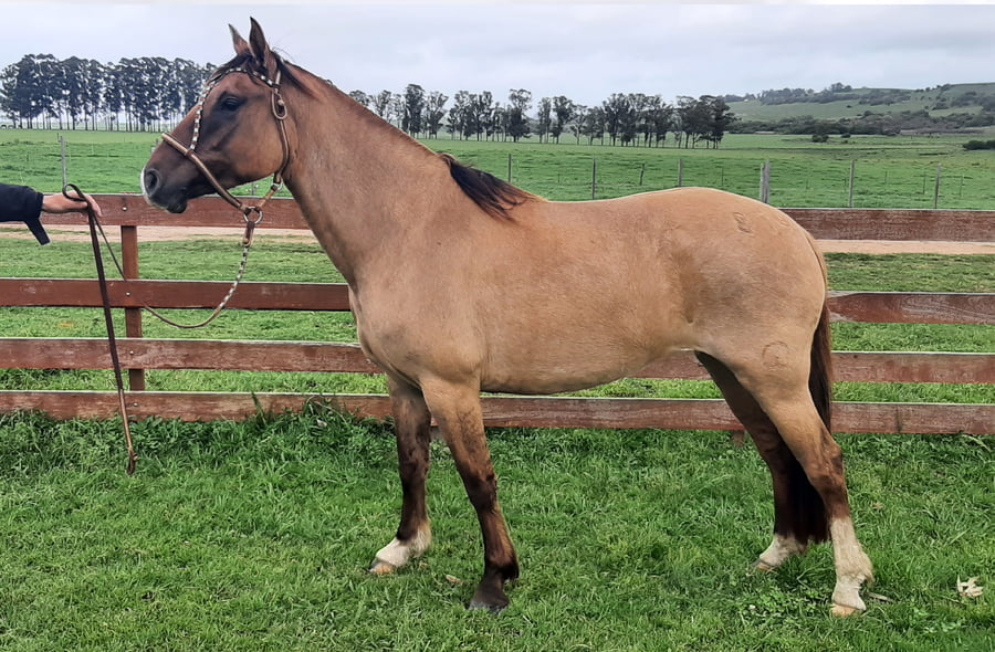 Lote Esperanza El Águila (RP 874) - Cabaña El Águila