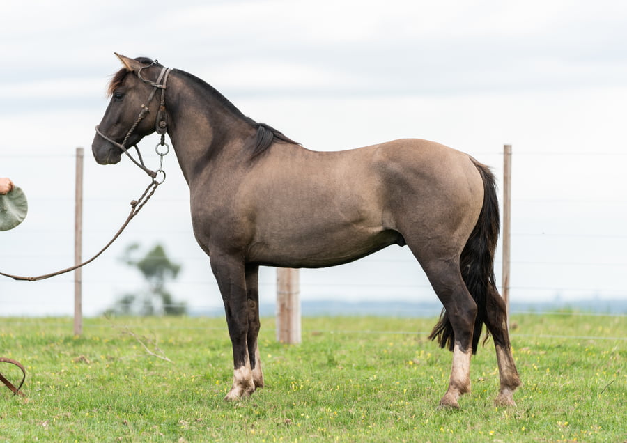 Lote Averías Repentino