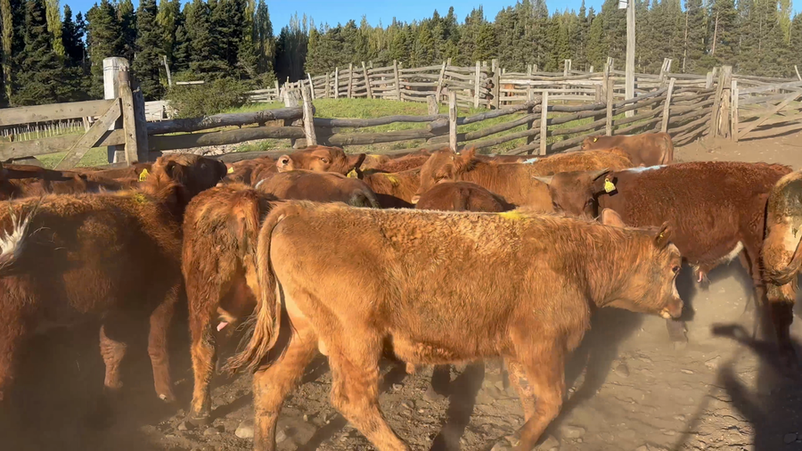 Lote 60 Ternero en Coyhaique, XI Región Aysén