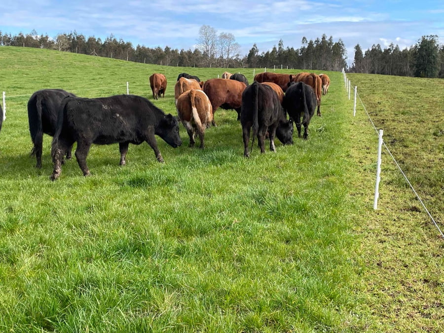 Lote 22 Vaquilla Engorda en X Región Los Lagos, Puerto Varas