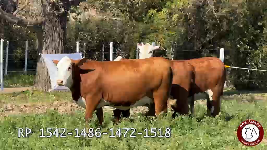 Lote Hembras Don Amado