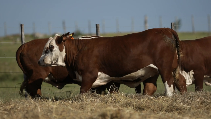 Lote Vaquilla Para Servicio