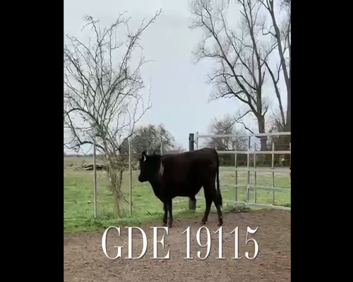 Lote 1 Toros en Punta Indio, Buenos Aires