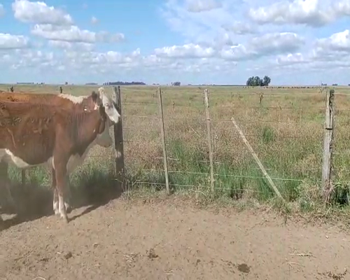 Lote 36 Vaquillonas en Laprida, Buenos Aires