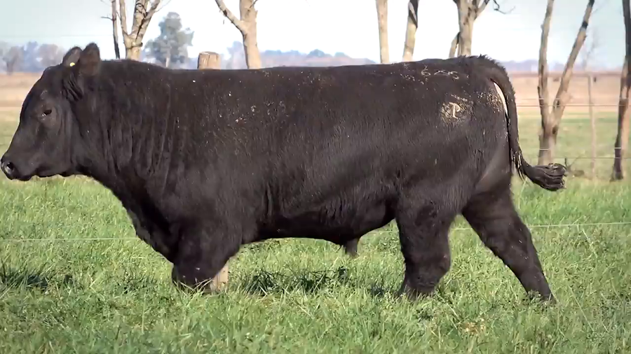 Lote Toros PP y PC a campo con DEPs