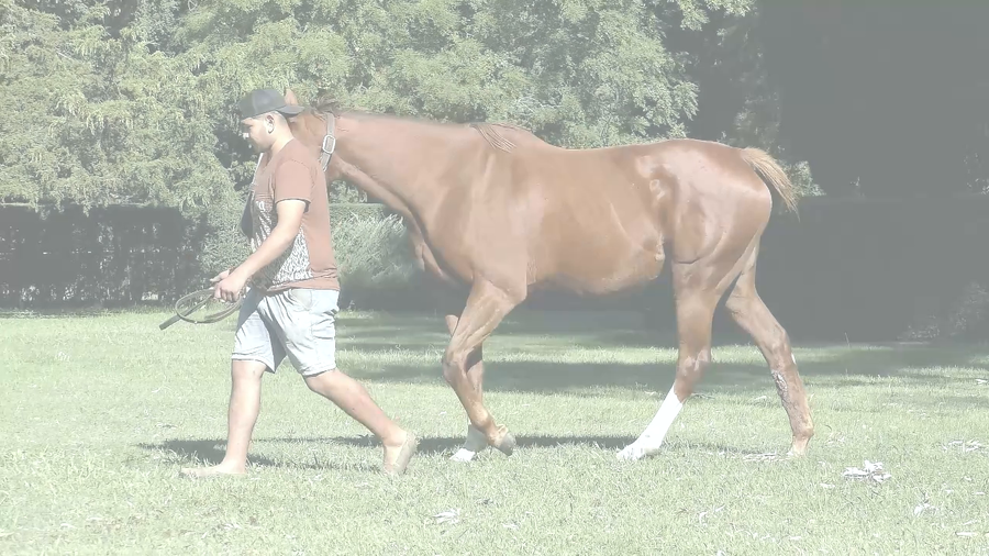 Lote GALERA DORADA (VIOLENCE -  GALLANT MISS) Preñez por MASK