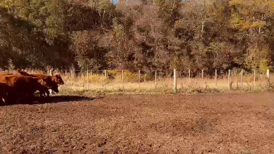 Lote 125 Vaquillonas C/ gtia de preñez en Bolívar, Buenos Aires