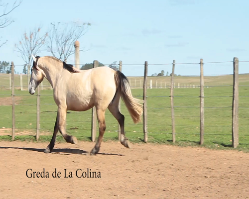 Lote GREDA DE LA COLINA