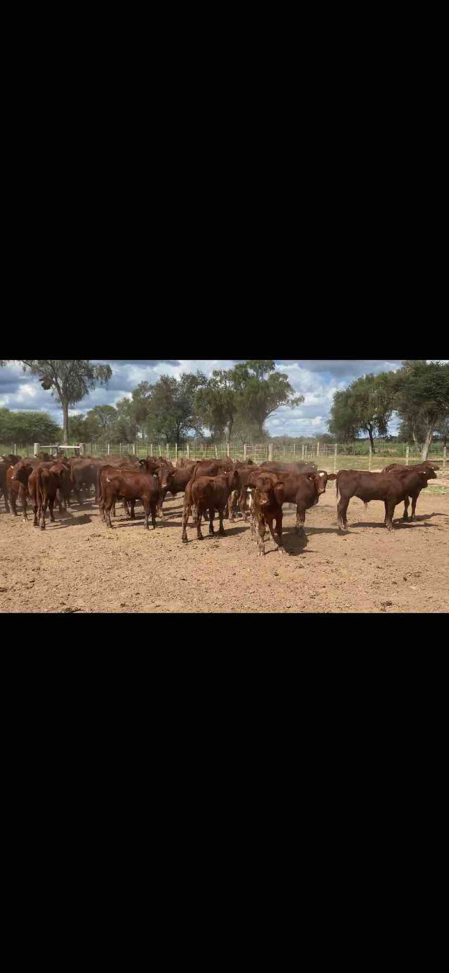 Lote 150 Terneros/as en Laguna Yema, Formosa