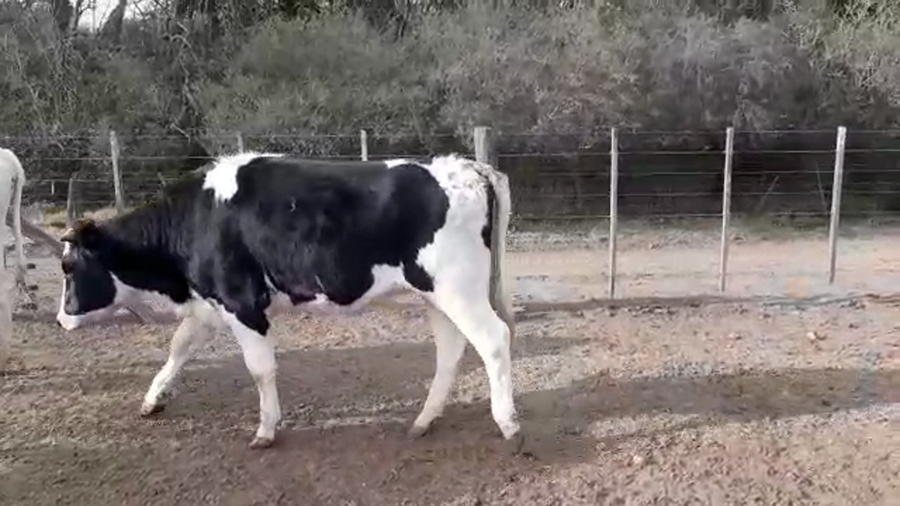 Lote Fundación San Francisco