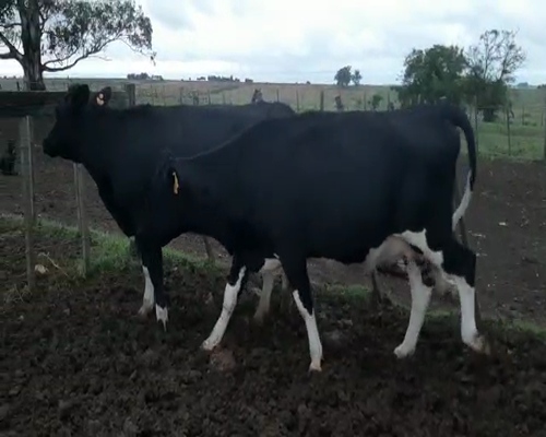 Lote 2 Vaquillonas  HOLANDO a remate en Remate Elite por Pantalla de Ganado Lechero 400kg - , San José