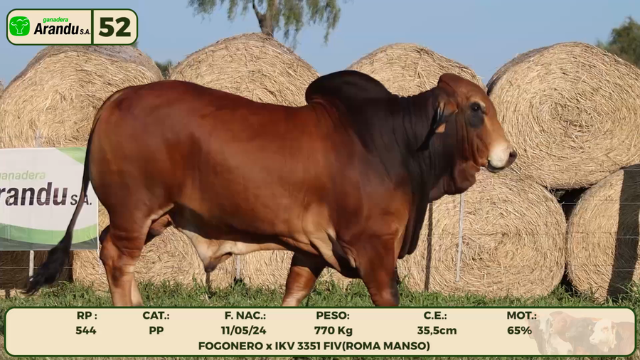 Lote LOTE 52