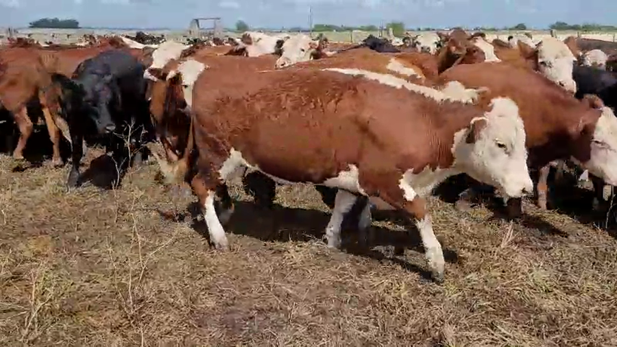 Lote 89 Novillos en Villa Elisa, Entre Ríos