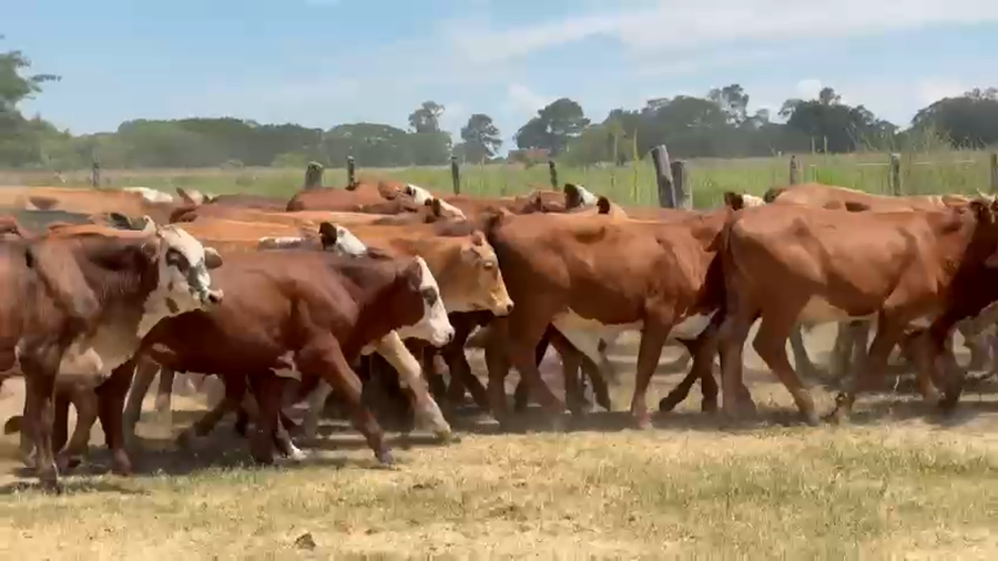 Lote 80 Terneros en Corrientes, San Miguel