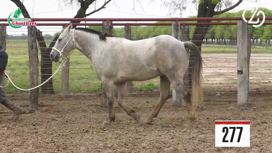 Lote Cuarto de Milla