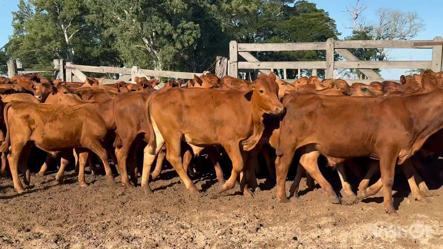 Lote 110 Terneros en Corrientes, Nueve de Julio