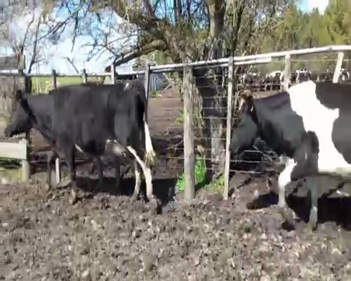 Lote 2 Vaquillonas  a remate en Pantalla Aniversario 480kg - , San José