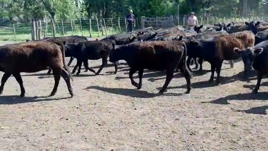 Lote 47 Vaquillonas en Buenos Aires, Bolívar