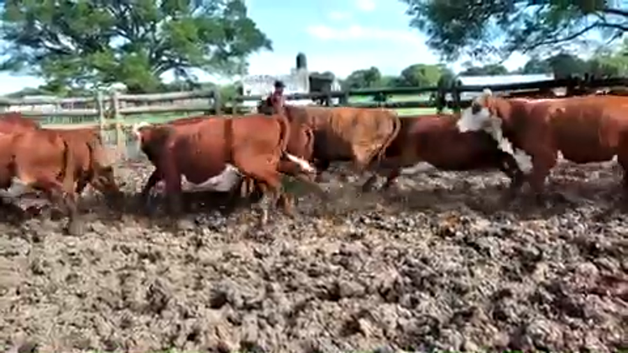 Lote 61 Vaquillonas C/ gtia de preñez en Pto. Eva Perón, Chaco