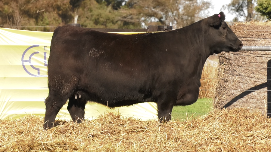 Lote VAQUILLONAS A. ANGUS PURO PEDIGREE