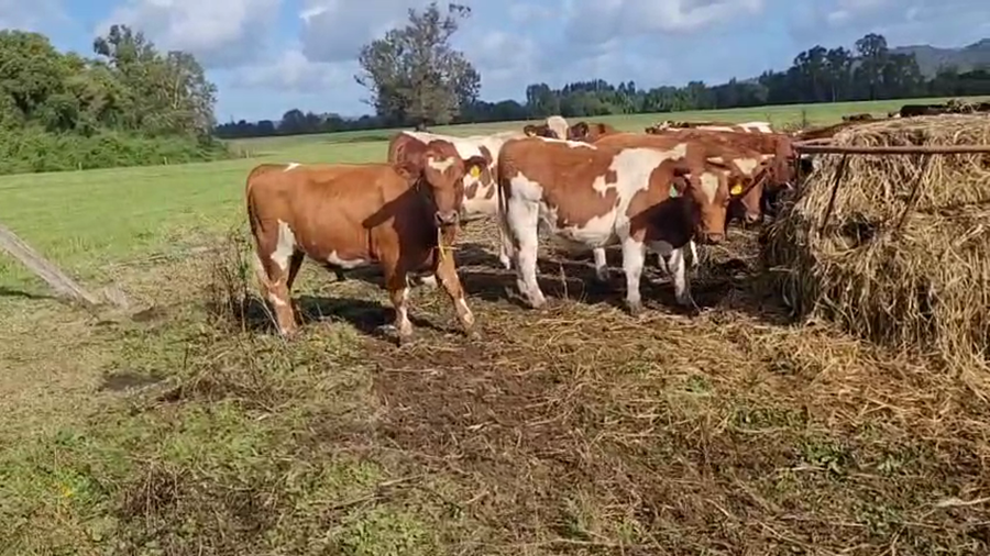 Lote 60 Novillo Engorda en Paillaco, XIV Región Los Ríos