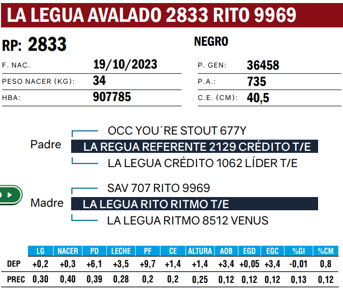 Lote TOROS ANGUS  PP