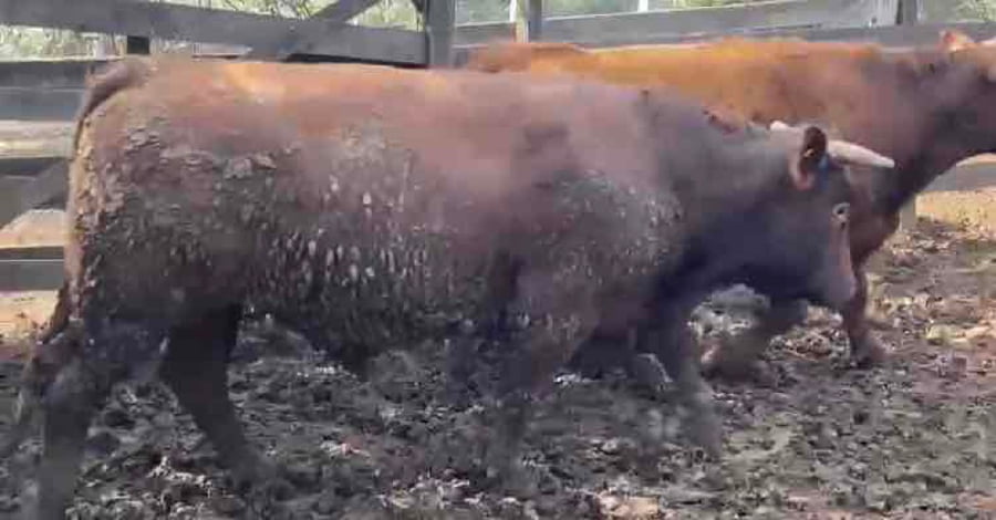 Lote 45 Novillo Gordo en Litueche, VI Región O'Higgins