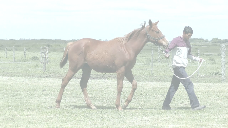 Lote RONRON GALAN  (GALAN DE CINE -  RONSINA)