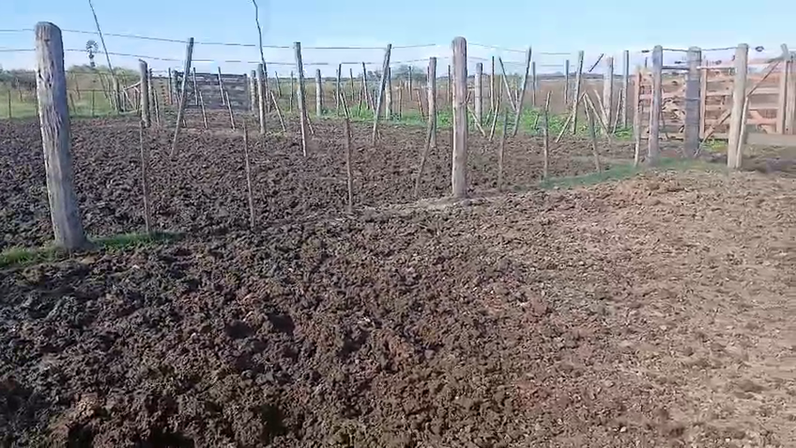Lote 23 Vaquillonas preñadas Kiwi en Hersilia, Santa Fe