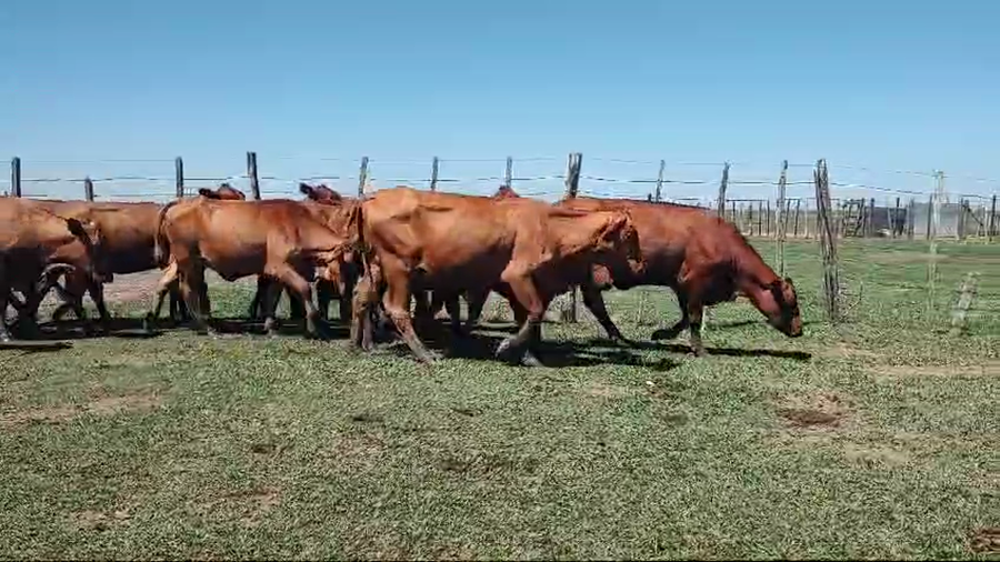 Lote 47 Vaquillonas en Santo Tomé, Corrientes