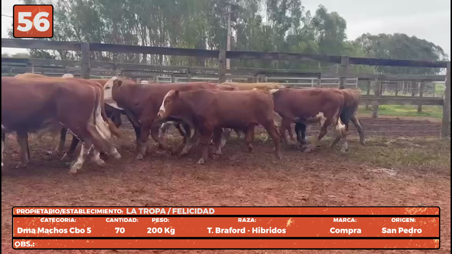 Lote LOTE 56