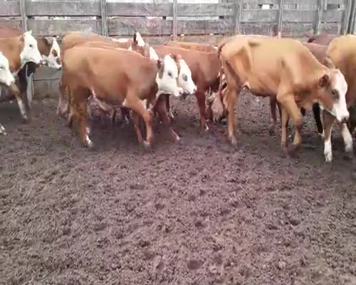 Lote 70 Terneras en Goya, Corrientes