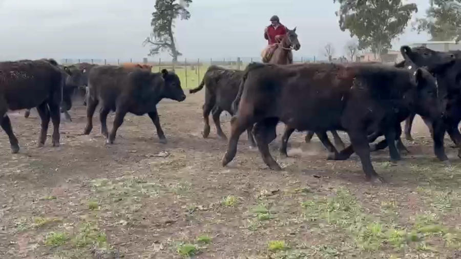 Lote 110 Terneros en Buenos Aires, Tandil