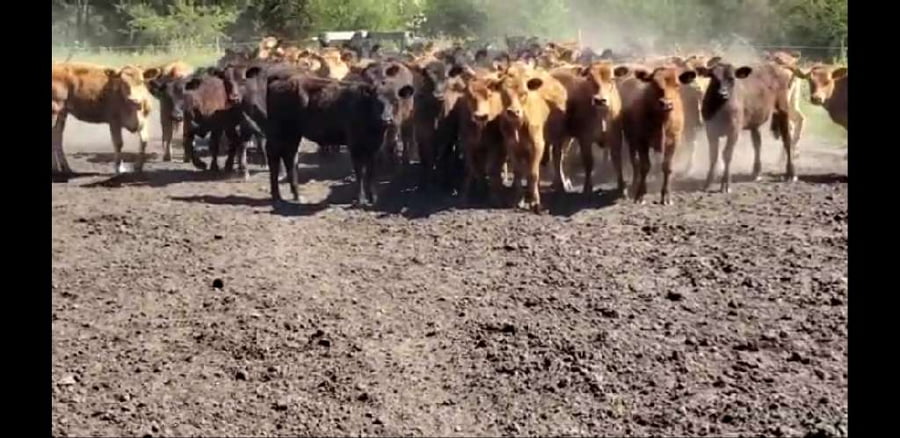 Lote 50 Terneras en Villaguay, Entre Ríos