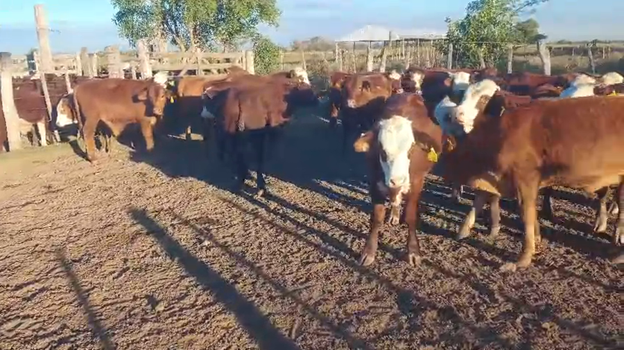 Lote 22 Terneros/as