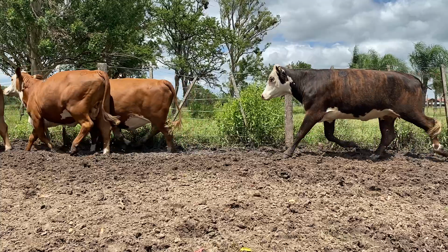 Lote 10 Vacas nuevas C/ gtia de preñez