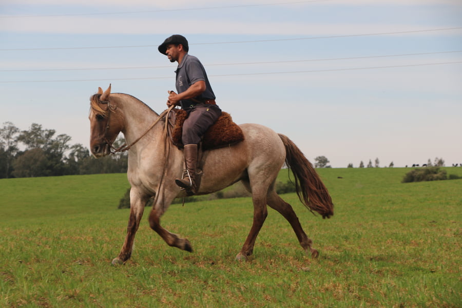 Lote ESPUELA DE FRAILE MUERTO