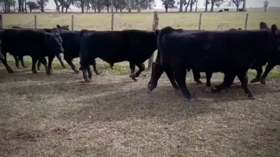 Lote 20 Terneros en Cañuelas, Buenos Aires