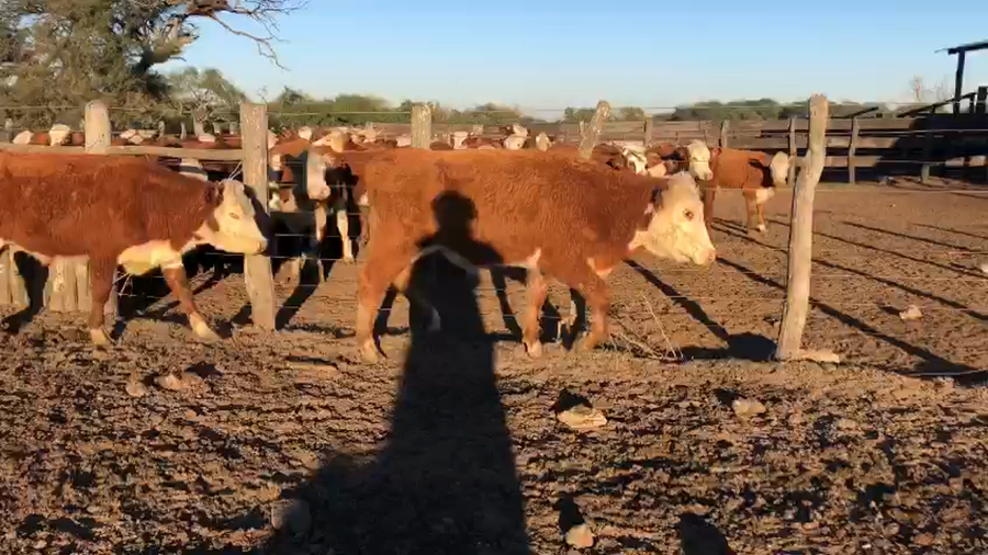 Lote 70 Terneros en La Paz, Entre Ríos