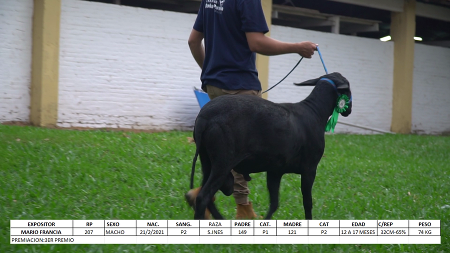 Lote Santa Inés Expo Internacional 2022 - Lote 34