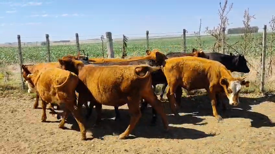 Lote 8 Terneros, San José