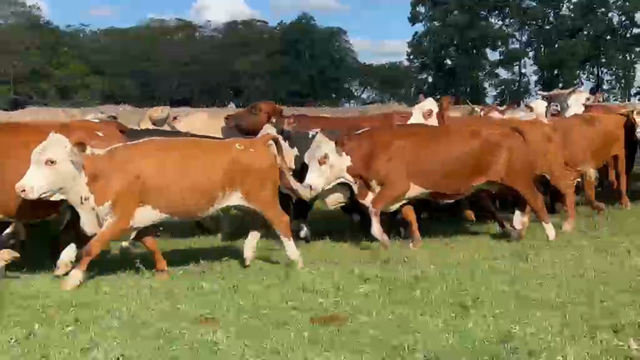 Lote 89 Vientres preñados en Corrientes, Bella Vista