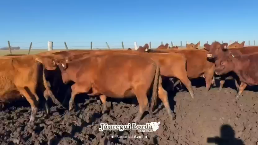 Lote 70 Vacas usadas preñadas